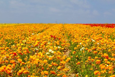 FLower field Article Image